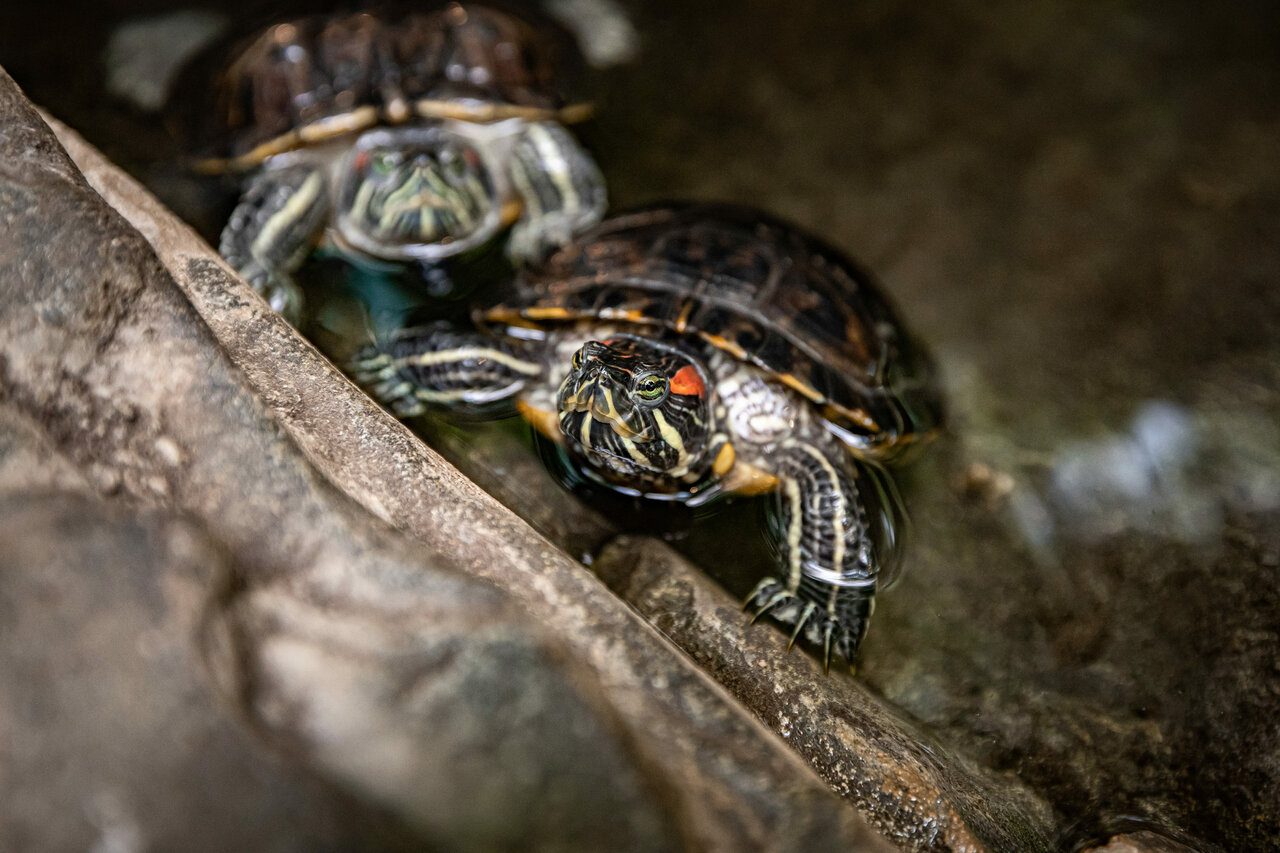 Гостиница Сретенская Москва